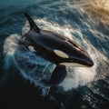 Aqua Ballet: Graceful Orca Soars, Creating Ocean\'s Spectacular Aria