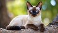 Elegant Rarity: Siamese Cat in Rare Beauty with Blurred Background