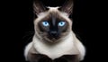 Elegant Rarity: Siamese Cat in Rare Beauty with Blurred Background