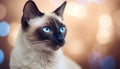 Elegant Rarity: Siamese Cat in Rare Beauty with Blurred Background