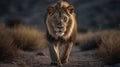 female lion in deserts Royalty Free Stock Photo