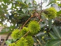 Green, unripe rambutan fruits can be found in the garden