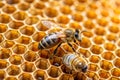 A Natures Wonder Honeybees Constructing Intricate Honeycombs a Testament to Their Organized Social Structure and Honey
