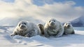 Arctic Serenity: Elephant Seals Resting in a Snowy Oasis