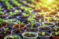 Enthralling Tilt-Shift Photography Captures the Delicate Beauty of Miniature Flower Seedlings in Spring Royalty Free Stock Photo