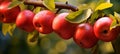 Nature\'s Tapestry Unveiled: A Myriad of Ripped Apples Adorn a Majestic Branch, an Ode to Resilience and Abundance - AI Generative