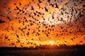 Vibrant Bird Migration