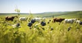 Witnessing the Simple Pleasures of Cows Grazing on a Green Meadow