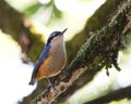 Witstaartboomklever, White-tailed Nuthatch, Sitta himalayensis Royalty Free Stock Photo