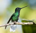 Witstaartincakolibrie, White-tailed Starfrontlet, Coeligena phalerata Royalty Free Stock Photo