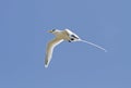 Witstaartkeerkringvogel, White-tailed Tropicbird, Phaethon lepturus Royalty Free Stock Photo
