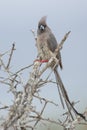 Witstuitmuisvogel, White-backed Mousebird, Colius colius Royalty Free Stock Photo