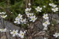 Witte Boterbloem, Aconite-leaf buttercup, Ranunculus aconitifolius