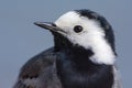 Witte Kwikstaart; White Wagtail; Motacilla alba