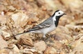 Witte kwikstaart, White Wagtail, Motacilla alba