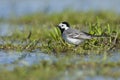 Witte Kwikstaart, White Wagtail, Motacilla alba