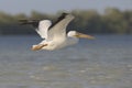 Witte Pelikaan, American White Pelican, Pelecanus erythrorhynchos Royalty Free Stock Photo