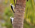 Witte Specht, White Woodpecker, Melanerpes candidus Royalty Free Stock Photo