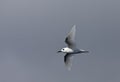 Witte Stern, Common White Tern, Gygis alba alba