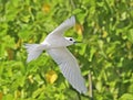 Witte Stern, Common White-Tern, Gygis alba