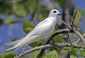 Witte Stern, Common White-Tern, Gygis alba Royalty Free Stock Photo