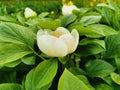 Wittmann`s peony lat.Paeonia wittmanniana Hortwiss. ex. Lindt white with an orange middle with red flecks in the botanical