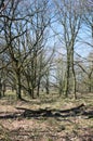 Wittmoor -gnarled trees and shadows - I -