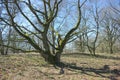 Wittmoor -gnarled trees and shadows - II -