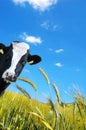 Witty cow, Dairy cow with prairie as background