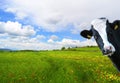 Witty cow, Dairy cow with prairie as background