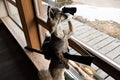 A witty and funny idea - a curiouse attentive observer - an armed fox is searching the sorrounding with its binoculars Royalty Free Stock Photo
