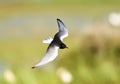 Witvleugelstern, White-winged Tern, Chlidonias leucopterus