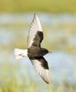 Witvleugelstern, White-winged Tern, Chlidonias leucopterus