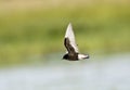 Witvleugelstern, White-winged Tern, Chlidonias leucopterus