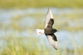 Witvleugelstern, White-winged Tern, Chlidonias leucopterus