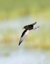 Witvleugelstern, White-winged Tern, Chlidonias leucopterus