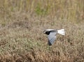 Witvleugelstern; White-winged Tern; Chlydonia leucopterus