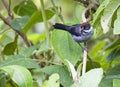 Witvleugelstruikgors, White-winged Brush-Finch, Atlapetes leucopterus