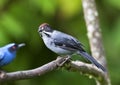 Witvleugelstruikgors, White-winged Brush-Finch, Atlapetes leucopterus