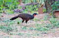 Witvoorhoofdsjakohoen, Rusty-margined Guan, Penelope superciliaris