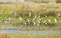 Witwangstern & Witvleugelstern; Whiskered Tern and White-winged