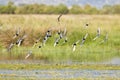 Witwangstern & Witvleugelstern; Whiskered Tern and White-winged