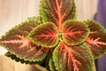 Wizard Coral Sunrise. Sunrise Coleus. Coleus in a pot. Red and green leaves of the coleus plant, Plectranthus scutellarioides Pain