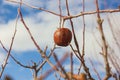 Wizened apple on the tree