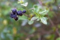 Wizened black berries growing on a green plant