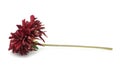 Wizened red flower