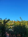 White threesom in the distance surrounded by colorful Autumn