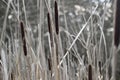Wld Cattail or Bulrush, Typha, 2. Royalty Free Stock Photo