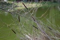 Wld Cattail or Bulrush, Typha, 4. Royalty Free Stock Photo