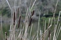 Wld Cattail or Bulrush, Typha, 1. Royalty Free Stock Photo
